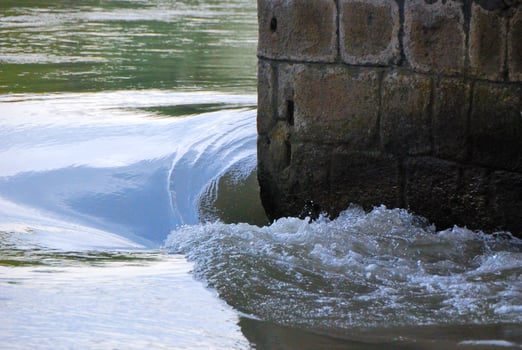 vertebrate water from the danube photo