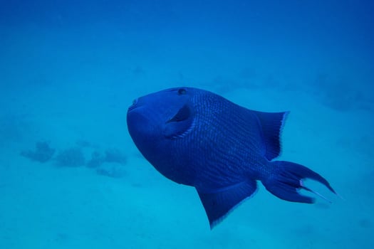 blue trigger fish photo