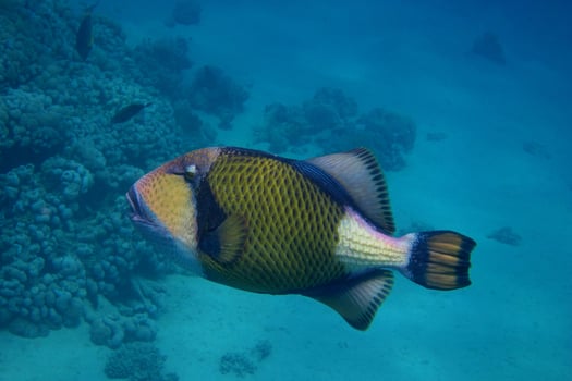 giant triggerfish in the sea photo