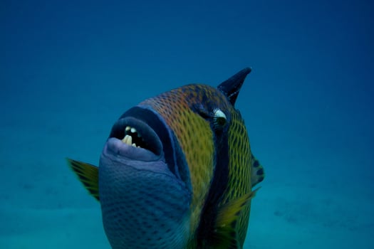 giant triggerfish close photo