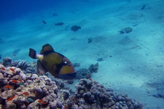 giant triggerfish and colorful coral photo
