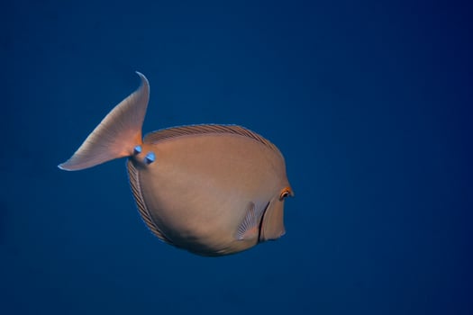 nose surgeon fish swims photo