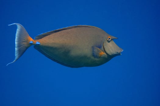 nose surgeon fish and blue sea photo