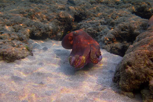 red octopus in egypt photo