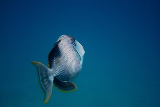 yellowmargin triggerfish and blue sea photo