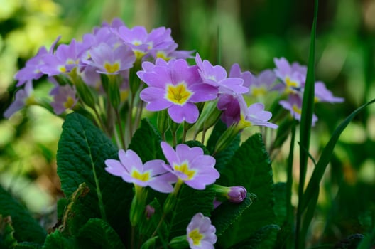 spring flowers in garden photo