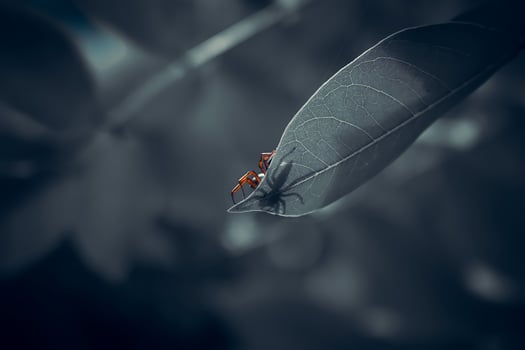 Close-up photo of a small spider with a dark concept seen from below and its body looks see through because of its thin leaves, and the follicles of its leaves are visible.
