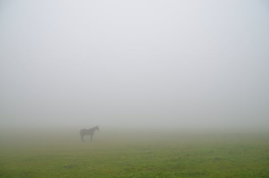 horse in fog photo