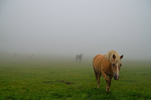 horses appear in a fog photo