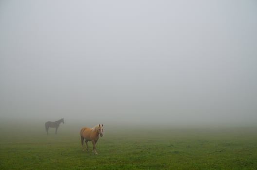 horses in fog photo