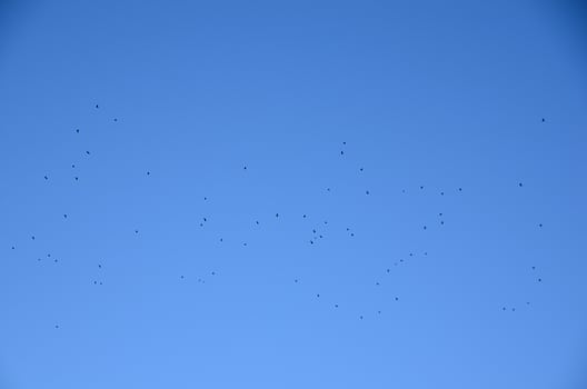many birds in autumn photo