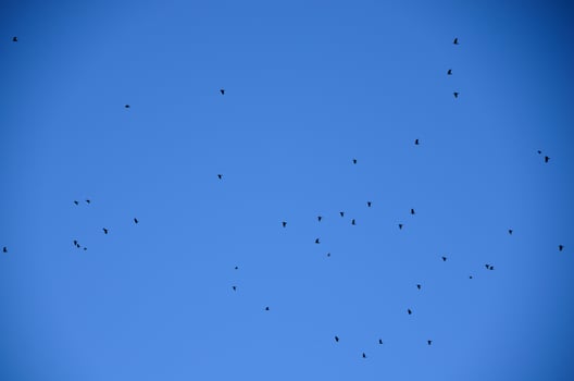 many birds and blue sky photo
