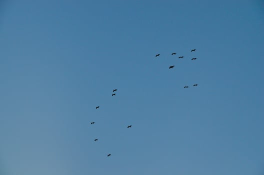 many large birds photo