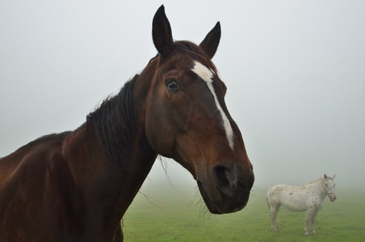 two horses in fog photo