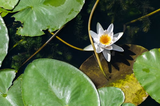 Water lily flower in river, National symbol of Bangladesh, Beautiful white lotus with yellow pollen. photo