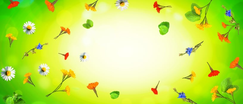 Flowers and herbs. Spring creative floral composition. photo
