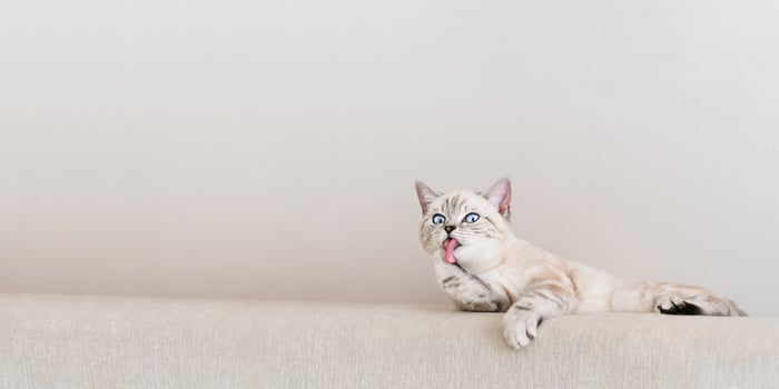 Funny scottish striped beige cat licking his paw. photo