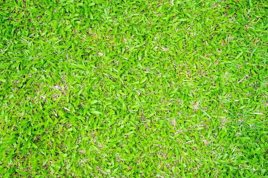 Green grass texture for background. Green lawn pattern and texture background. photo