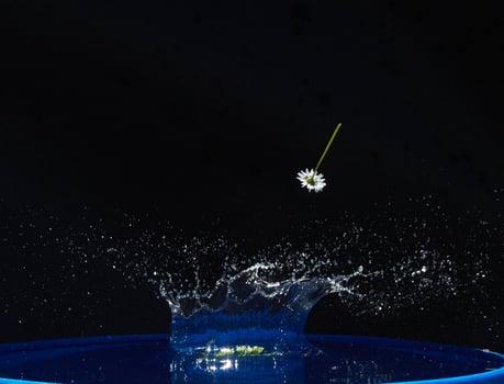 Daisy falls in water on a black background photo