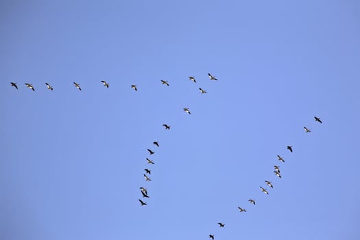 Snow Geese in flight photo