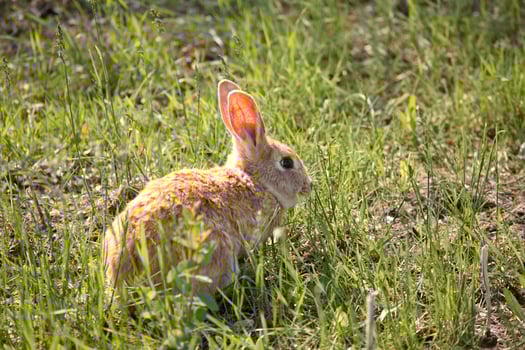 Cute little bunny rabbit in scenic Saskatchewan photo