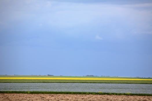 Grain crops growing in scenic Saskatchewan photo