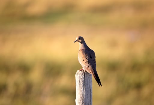 Mourning Dove perched on fence post in scenic Saskatchewan photo