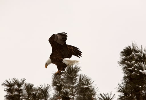 Bald Eagle alighting in tree photo