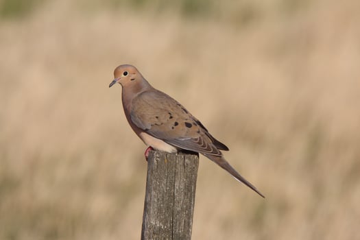 Mourning Dove perched on fence post photo
