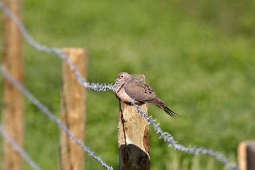 Mourning Dove perched on wire photo