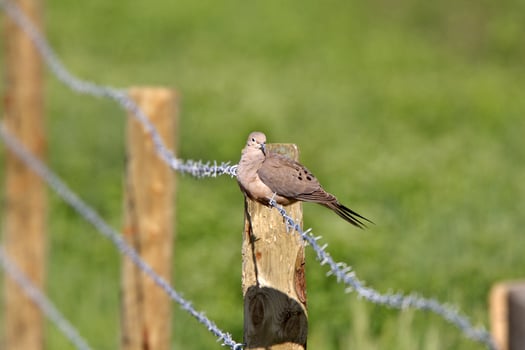 Mourning Dove perched on wire photo