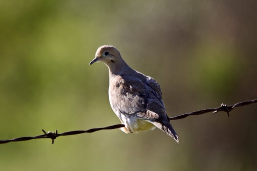 Mourning Dove perched on wire photo