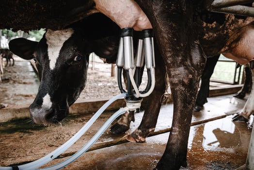 Dairy Cattle and Cottage Industry, Cow Milking Raw Milk With Facility Equipment Machine in Cattle Farm. Business Livestock and Agriculture Entrepreneur. photo