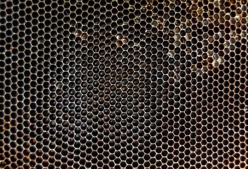 Honeycomb from bee hive filled with golden honey photo
