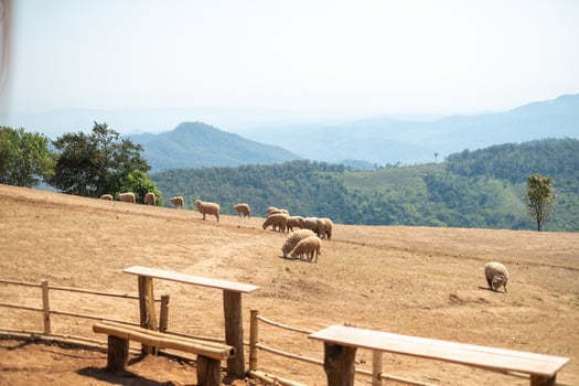 Sheep Farm on Doi Chang, Chiang Rai, Thailand photo