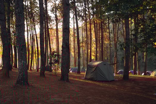 Pine forest and camping area in the morning photo