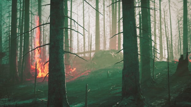 Rain forest fire disaster is burning caused by humans photo