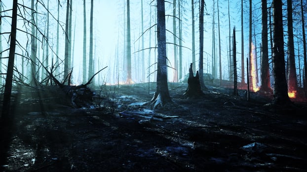 Wildfire burns ground in forest photo