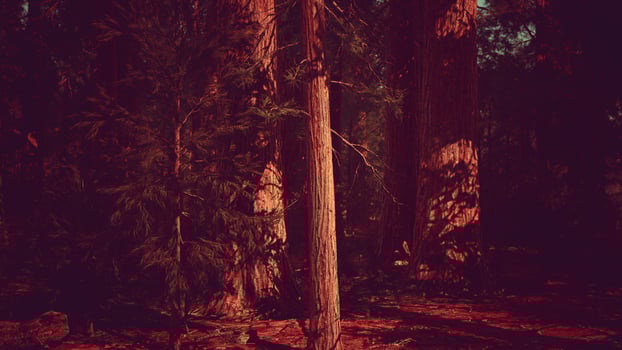 Scale of the giant sequoias of Sequoia National Park photo