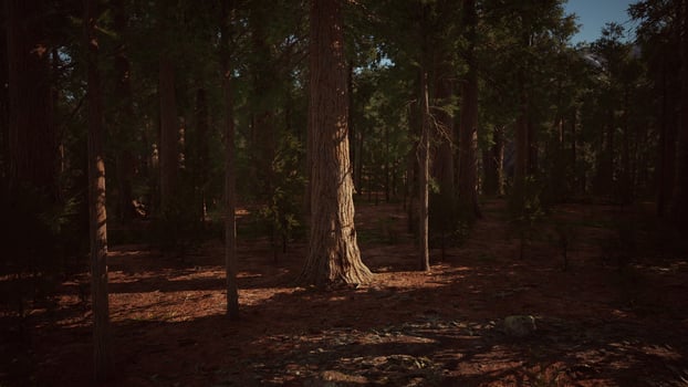 Scale of the giant sequoias of Sequoia National Park photo