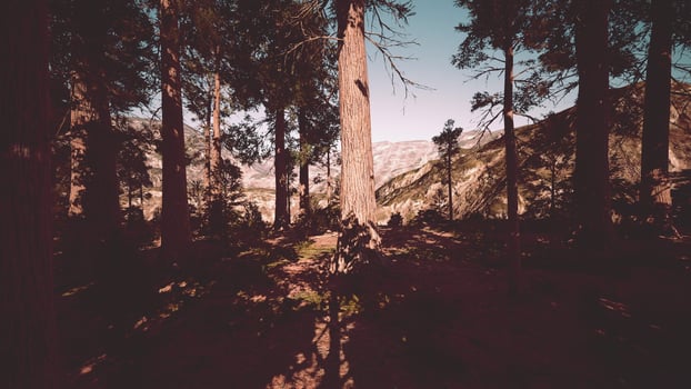 Giant Sequoias Trees or Sierran redwood growing in the forest photo