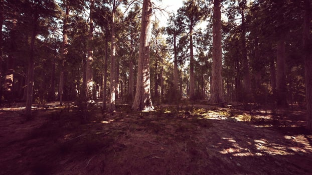 Giant sequoia trees towering above the ground in Sequoia National Park photo