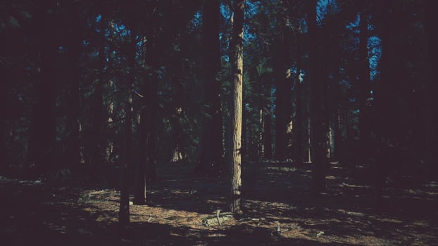 Sequoia Tree in Yosemite National Park photo