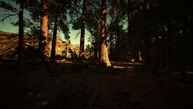 Sequoia Tree in Yosemite National Park photo