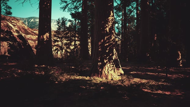 Sequoia Tree in Yosemite National Park photo
