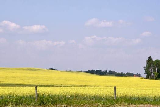 a field of yellow canola on a summer day photo