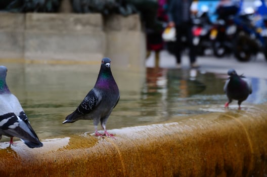 doves on a fountain photo