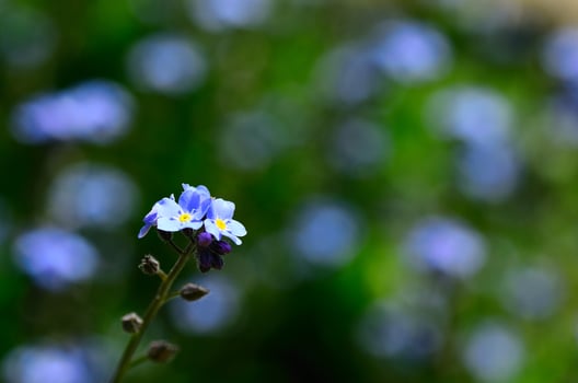 forget me not in garden photo