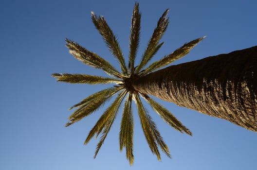 palm and blue sky in Barcelona photo