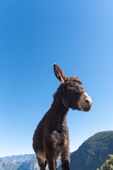 Catalan donkeys in the Pyrenees in Spain photo